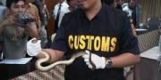 Puluhan Reptil Berbisa Diselundupkan di Bandara