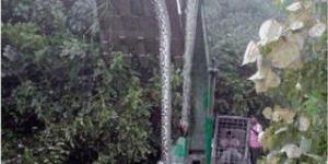 Ular Piton Mati Diangkat Ekskavator