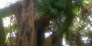 Pohon Pisang Aneh, Jantung Tumbuh dari dalam Batang