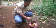 Dibiarkan Bunga Bangkai Tumbuh di Cipondoh