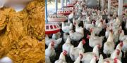 60 Tahun Disembunyikan, Inilah Kebohongan Amerika Soal Ayam Potong