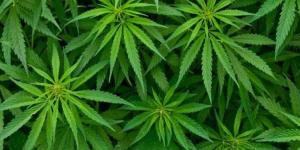 Ganja Senilai Rp146 Juta Jatuh dari Langit