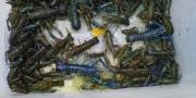 15.000 Bibit Lobster Gagal diselundupkan di Bandara Soekarno-Hatta
