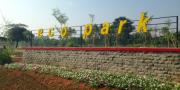   1 Hektare Bantaran Cisadane di Tangerang Dijadikan Taman Edukasi