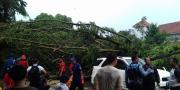 Brak! Pohon Tumbang di Muncul, 3 Mobil & Tiang Listrik Ambruk 
