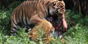 Tragis, Cewek di AS Diterkam Harimau hingga Tewas
