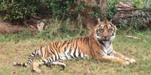 Ini Penyebab Matinya Harimau Sumatera Tertua di Dunia