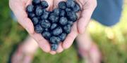 Manfaat Ngemil Blueberry untuk Kesehatan dan Otak