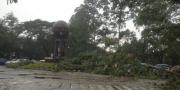 Hujan Kencang di Tangerang Sebabkan Pohon Tumbang dan Genangan  