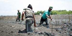 Restorasi Pesisir Pantai Utara Serang, Indah Kiat Tanam 100 Ribu Mangrove