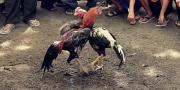 Judi Sabung Ayam di Tangerang Beromzet Puluhan Juta Rupiah Digerebek