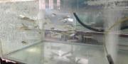 Ekspor Ikan Arwana Irian Digagalkan Karantina Bandara Soetta 
