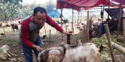 Sepi Pembeli, Penjual Hewan Kurban di Tangerang Beralih ke Online