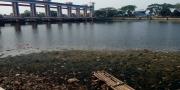 Air Sungai Cisadane Mulai Kering, Tercium Aroma Tak Sedap