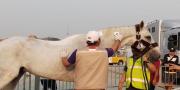 33 Kuda Asian Games Tiba di Bandara Soetta, Karantina Kawal Hingga ke JEP