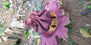 Heboh, Bunga Bangkai Rafflesia Tumbuh di Kemiri