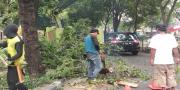 Waspada Pohon Tumbang di Kota Tangerang, Tim Penebas Diterjunkan
