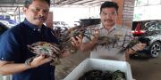 Sedang Bertelur,  2.146 Kepiting Asal Papua Diamankan di Bandara Soetta