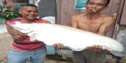 Ikan Belida Bobot 22 Kilo Ditangkap Warga Karawaci di Cisadane