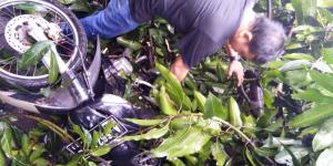 Sepeda Motor Ringsek Tertimpa Pohon Tumbang di Tangsel