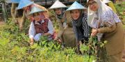 Petani Wanita di Kota Tangerang Panen Kacang Tanah & Pakcoy