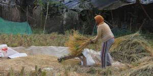 Curhat Petani Tangerang yang Bertahan di Musim Kemarau