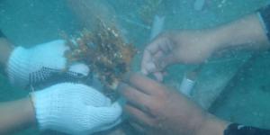 Ratusan Penyelam Tanam Terumbu Karang di Pulau Sangiang