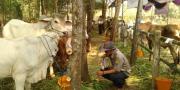 Pemkab Tangerang Gelar Kontes Sapi Ternak