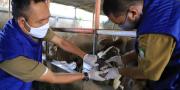 Prosedur Potong Hewan Kurban di Kota Tangerang Saat Pandemi