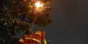 Sarang Lebah Vespa Dibakar Petugas Damkar Kota Tangerang
