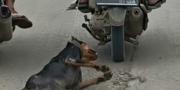 Aktivis Hewan Laporkan Kasus Dugaan Penyiksaan Anjing di Tangerang