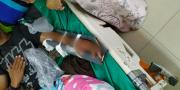 Dipatuk Kobra 2 Kali, Pemuda di Setu Tangerang Selatan Wafat