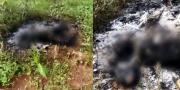 Geger! Sesosok Mayat Hangus di Cisauk Tangerang