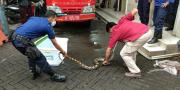 Waspada, Musim Hujan Ular Bermunculan di Kota Tangerang