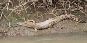 Buaya di Sungai Serang Gegerkan Warga, Mau Ditangkap Menghilang