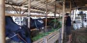Pemprov Banten Perketat Masuknya Hewan Ternak di Perbatasan