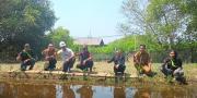 Peduli Lingkungan, UMT Tanam 1.300 Bibit Mangrove di Pesisir Pantura Tangerang