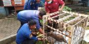 Monyet Ekor Panjang Hampir Punah Ditemukan di Tangerang