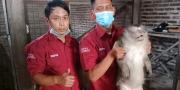 Warga Diserang Monyet Peliharaannya di Jayanti Tangerang, Luka 56 Jahitan