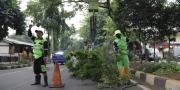 BPBD Tangerang Imbau Warga Waspadai Pohon Tumbang saat Musim Hujan