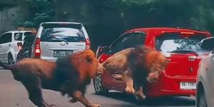 Viral, Singa Berkelahi hingga Seruduk Mobil Pengunjung di Taman Safari