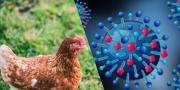 DPKP Kabupaten Tangerang Waspadai Penyebaran Virus Flu Burung