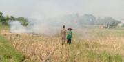 Picu Polusi Udara hingga Kebakaran, Petani Bakar Jerami di Tangerang Ditegur 