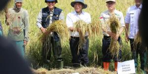 Banten Mulai Diguyur Hujan, Masa Tanam Padi Dipercepat