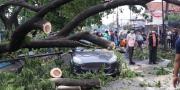  Jadi Korban Pohon Tumbang di Kota Tangerang? Ini Besaran Asuransi dan Cara Klaimnya