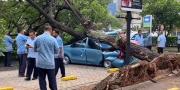Taksi Ringsek Tertimpa Pohon Tumbang di Parkiran SMS Tangerang