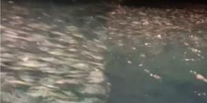 Aneh, Ribuan Ikan Tongkol Tiba-tiba Menepi ke Pesisir Pantai Sumur Pandeglang Banten
