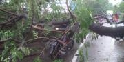 Pohon Tumbang Kembali Timpa Warga di Jatiuwung Tangerang, Korban Luka dan Motornya Ringsek