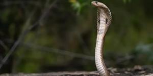Bocah 4 Tahun Tewas Digigit Ular Kobra di Sepatan Tangerang Gegara Masukkan Tangan ke Lubang